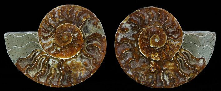 Bargain, Sliced Fossil Ammonite Pair #51481